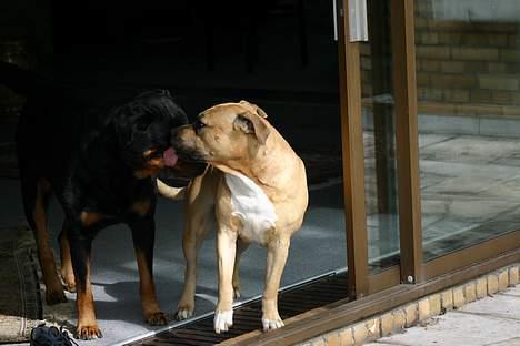 Rottweiler TYSON - Tillyke med de 9 år gamle dreng, Kys fra Brutalis billede 20