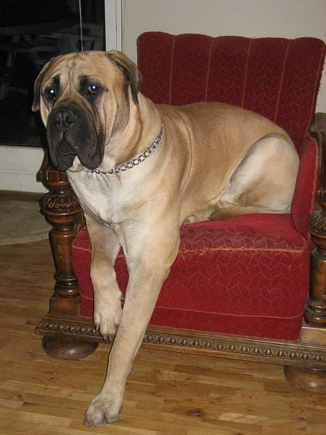 Bullmastiff Zuco - I hundehimlen nu 7/7-2014 - Hvad mener du med at min numse er for stor? Det er da stolen, der er et nummer for lille. billede 9