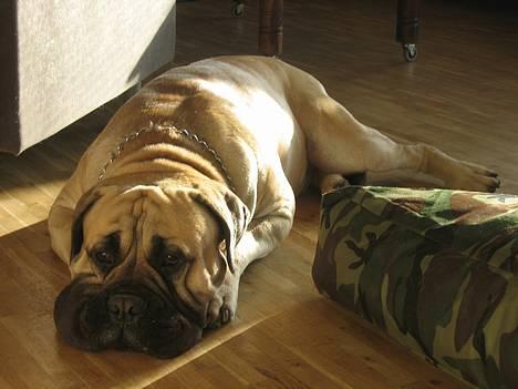 Bullmastiff Zuco - I hundehimlen nu 7/7-2014 - Ligger lige her og flader helt ud. billede 10