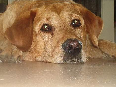 Labrador retriever Miko - Gi mig nu den hundekiks... jeg ser da så sød ud... billede 1