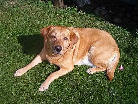 Labrador retriever Miko - Mikoline igen billede 4