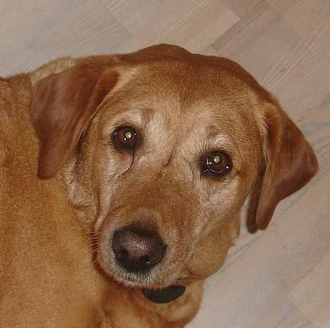 Labrador retriever Miko - hejsa hvorfor vækker du mig? billede 5