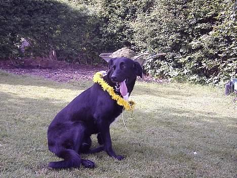 Blanding af racer lady - se min fine krans billede 11