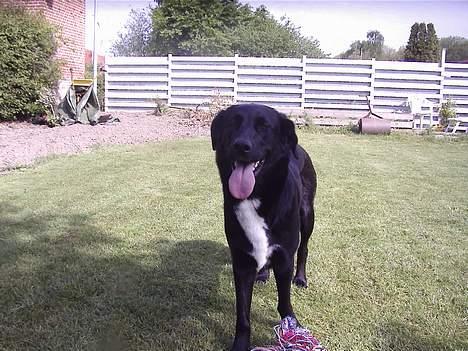 Blanding af racer lady - har du noget til mig billede 12