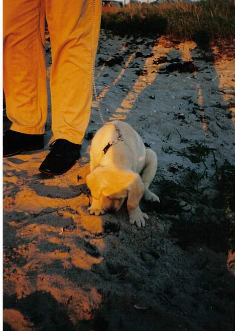 Labrador retriever Simba - død. 27/05-06 - Som hvalp billede 19