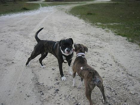 Amerikansk bulldog VBA's Kela R.I.P 2011 - Mig og min veninde money.:-) billede 11