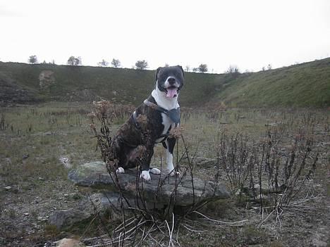 Amerikansk bulldog VBA's Kela R.I.P 2011 billede 12