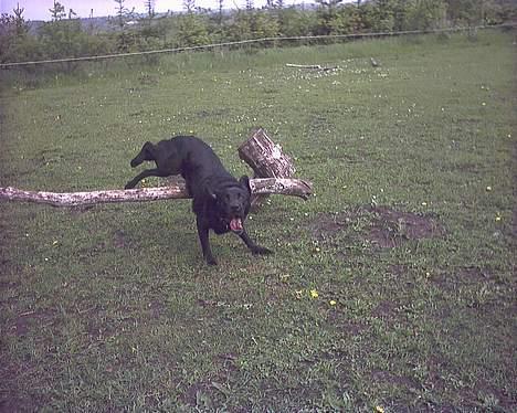 Labrador retriever Buddy - Jeg kan godt springe, men her skulle jeg lige drille Tabita og rave ned og række tunge på en gang! hæftigt ikke? billede 13