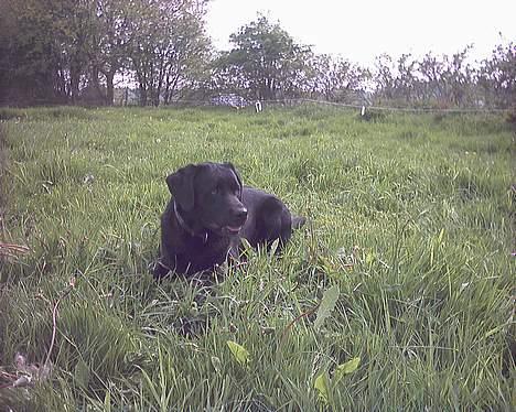 Labrador retriever Buddy - Hvad i? billede 14