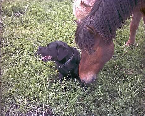 Labrador retriever Buddy - (Naggur) jeg tror du minsandten har ret! billede 15