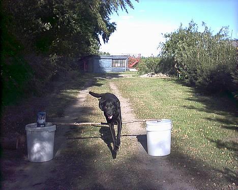 Labrador retriever Buddy - Et vaske ægte Buddy-jump.. hva sir i så? billede 16
