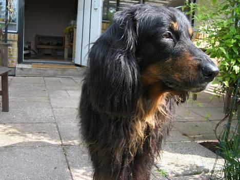 Hovawart Qantas R.I.P billede 13