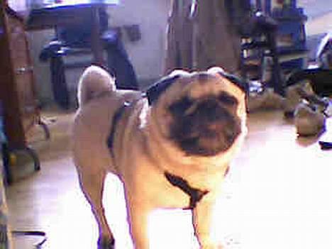 Mops Albert billede 3