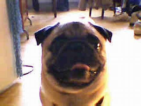 Mops Albert billede 4