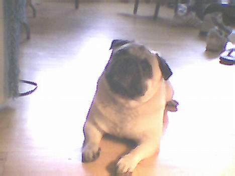 Mops Albert billede 5