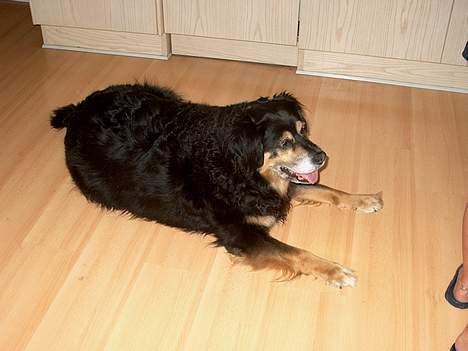 Blanding af racer Nicki  - Kom nu mor, tab nu det der kød.. billede 14