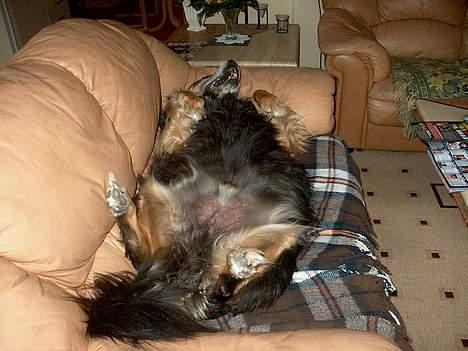 Blanding af racer Nicki  - Grr.... Årh, så sjovt at ligge i sofaen og rulle sig!! billede 15