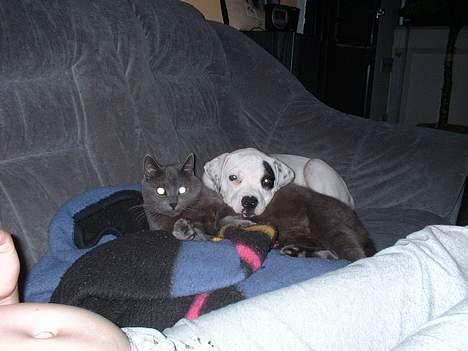 Amerikansk bulldog Eriksson's Chili "Mokka" - Er jeg en kat? billede 6