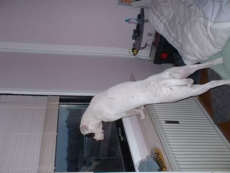 Amerikansk bulldog Eriksson's Chili "Mokka" - Det ser spændende ud, det vil jeg gerne være med til!! billede 7