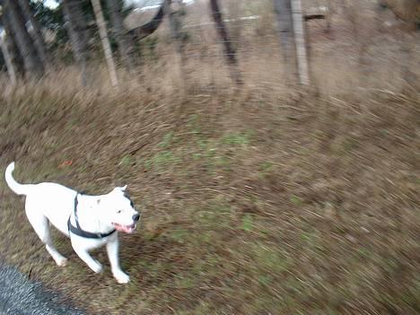 Amerikansk bulldog Eriksson's Chili "Mokka" - 24/2-07: Dejligt med en løbetur  billede 8