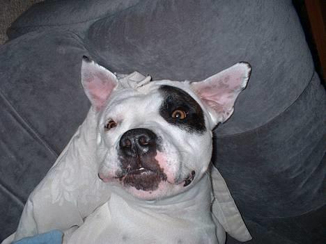 Amerikansk bulldog Eriksson's Chili "Mokka" - 24/2-07: Var der nogen der sagde gris?? billede 9