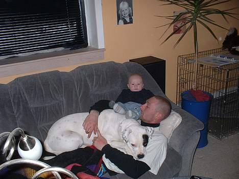 Amerikansk bulldog Eriksson's Chili "Mokka" - Jeg er stadig en skødehund.... billede 10