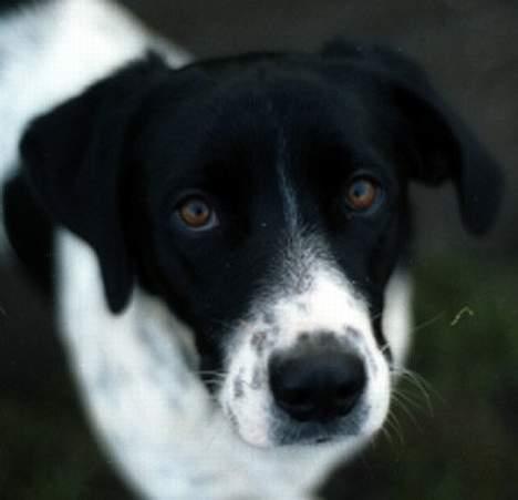 Blanding af racer Molly - Molly kigger. billede 1