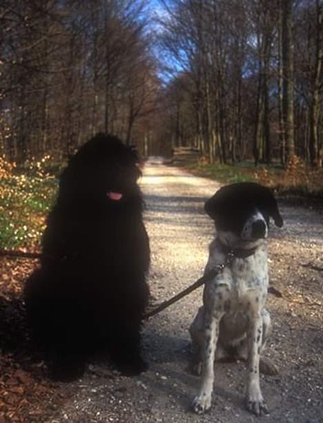 Blanding af racer Molly - Molly og hendes ven Jasmin, på tur i skoven billede 2