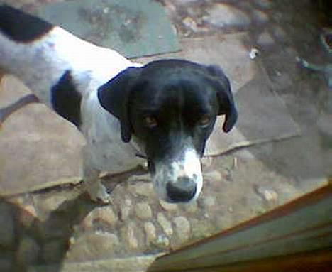Blanding af racer Molly - Polly hunden billede 6