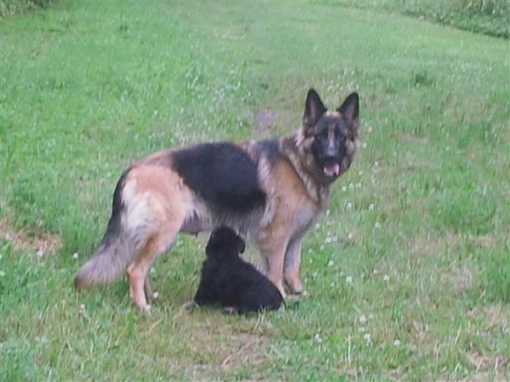 Schæferhund Aika - aika og en af hendes hvalpe billede 5