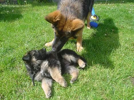 Schæferhund Aika - nej nej... du må ikke skubbe mig  billede 8