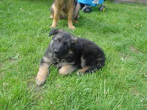 Schæferhund Aika billede 9