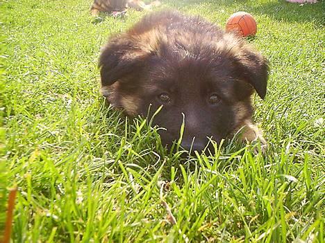 Schæferhund Aika - er jeg ikke søøøød!! billede 10