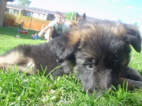 Schæferhund Aika billede 11