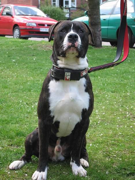 Amerikansk bulldog Lector - Lector 10 mdr. billede 1