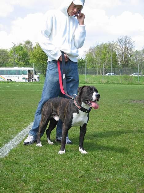 Amerikansk bulldog Lector - Lector 10 mdr. billede 2