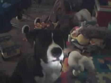 Amerikansk bulldog Lector billede 3