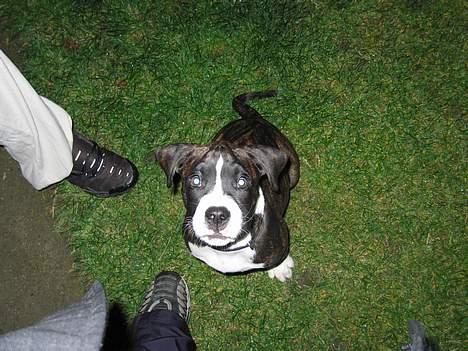 Amerikansk bulldog Lector billede 4