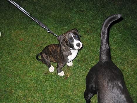 Amerikansk bulldog Lector billede 5