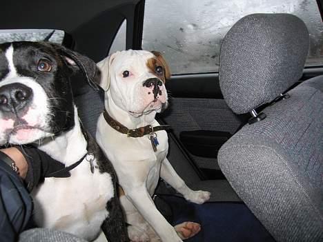 Amerikansk bulldog Lector billede 6