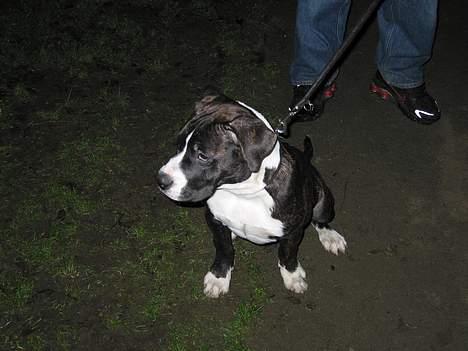 Amerikansk bulldog Lector billede 7