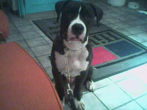 Amerikansk bulldog Lector - Lector 5 mdr. billede 8