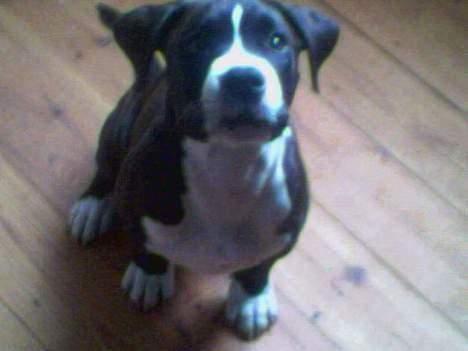 Amerikansk bulldog Lector - Lector 13 uger billede 9