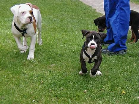 Amerikansk bulldog Lector - :-P billede 10