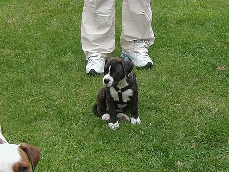 Amerikansk bulldog Lector - Lector 8 uger. billede 11