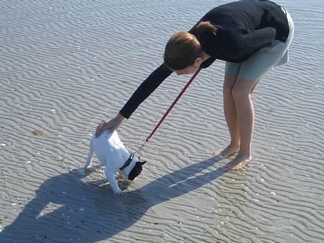 Fransk bulldog Frigg - Hvad er alt det våde?? billede 4