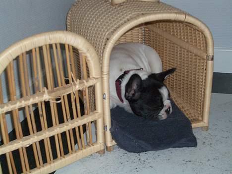 Fransk bulldog Frigg - ZzzZzzzz igen billede 5