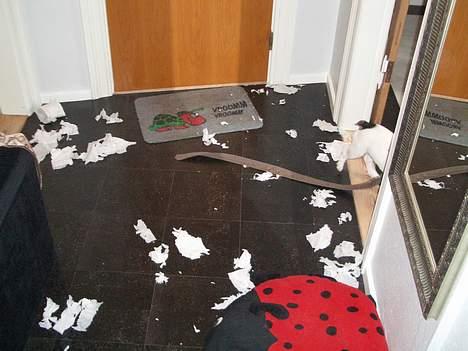 Fransk bulldog Frigg - Åh åh, jeg er vist den der er smuttet!! billede 6