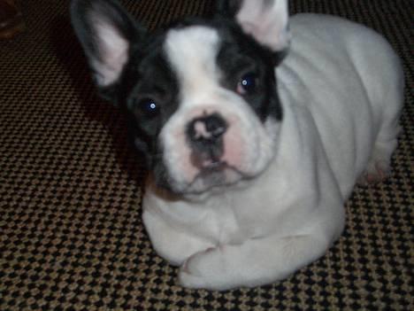 Fransk bulldog Frigg - Halløj halløj!! Og NEJ det er ikke en spændetrøje! billede 7
