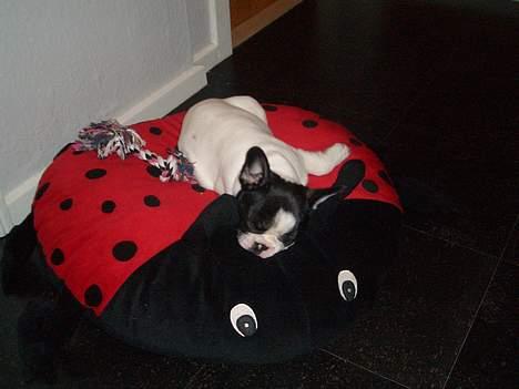 Fransk bulldog Frigg - Frigg er meget glad for sin ´hønne´ billede 8